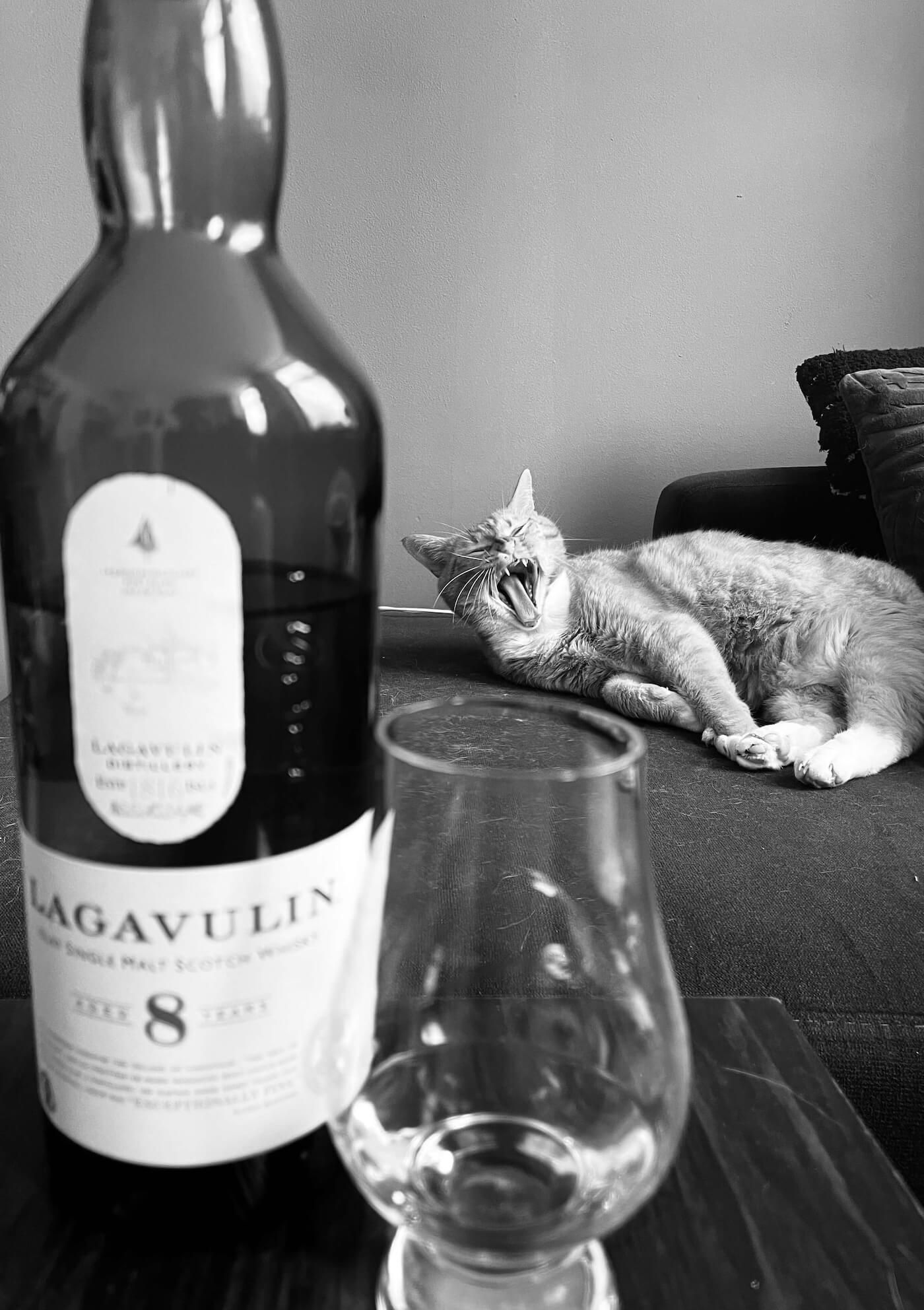 Noire yawning cat and a bottle of whiskey with glass